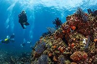 Cabo San Lucas Scuba Diving